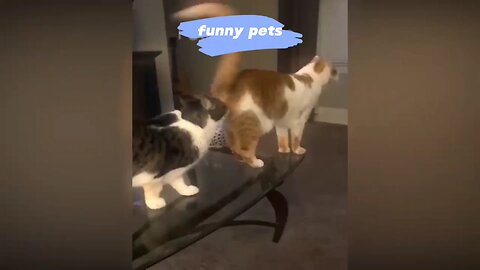 funny pets🤣🤣🤣🤣