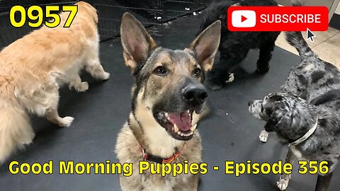 [0957] GOOD MORNING PUPPIES - EPISODE 356 [#dogs #doggos #doggos #puppies #dogdaycare]