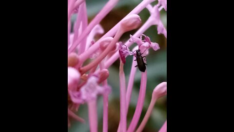 Pink flowers