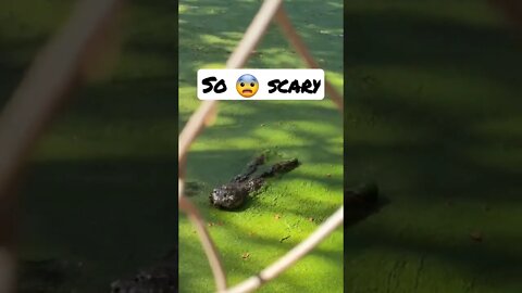 So 😨 scary Crocodile #shorts #youtubeshorts