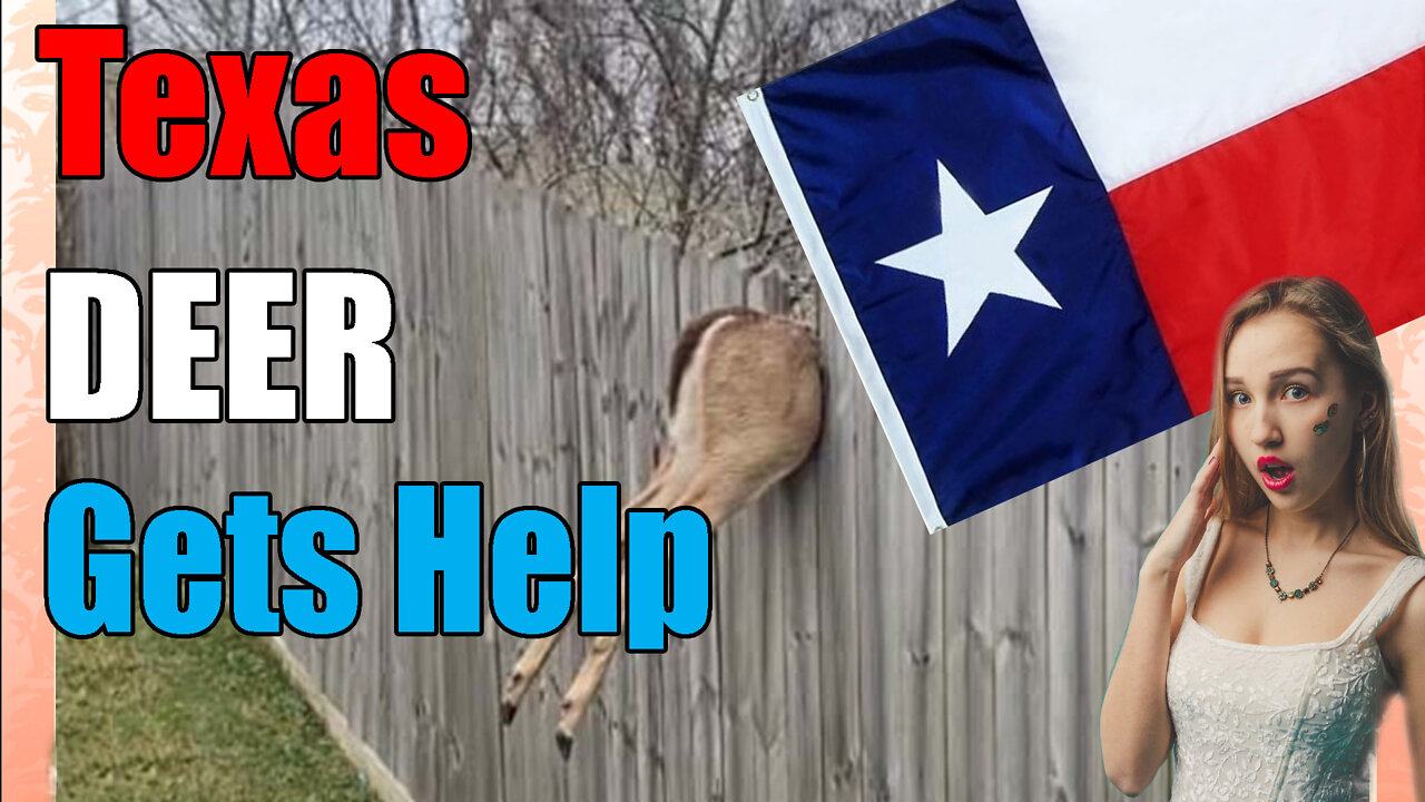 Funny Video Shows Texas Man Help Deer🦌 Clear Fence