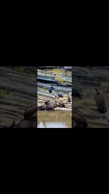 Scavenging Birds Cleaning Up A Buffalo #shorts