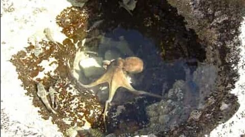 Luta entre polvo predador e presas num piscina de maré