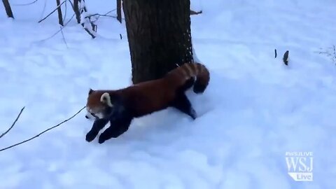 Red Pandas Play in the Snow