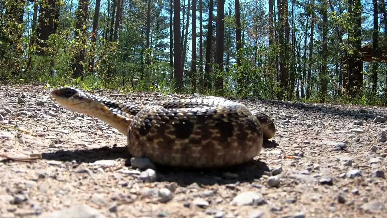 hognose snake