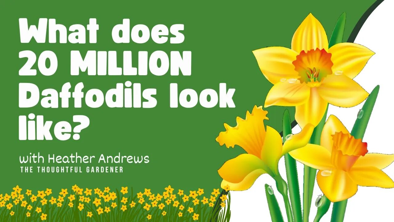 What Does 20 MILLION Daffodils Looks Like? | Heather Andrews