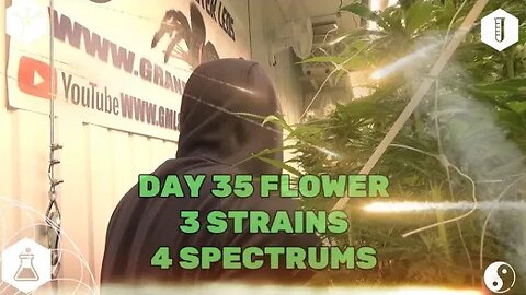 MID FLOWER DAY 35 GRANDMASTERLEDS