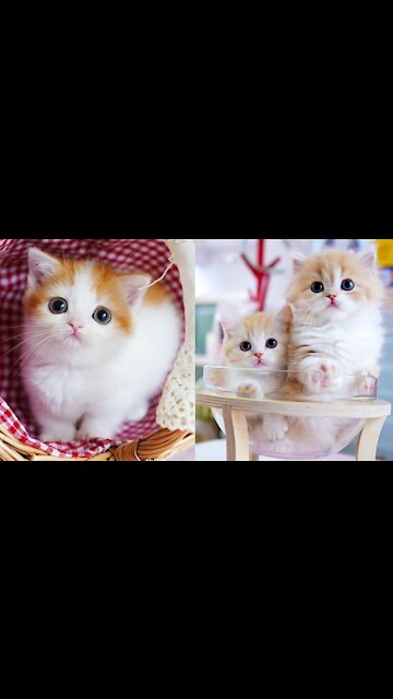 Baby Cats - Cute and Funny Baby Cat Videos Compilation