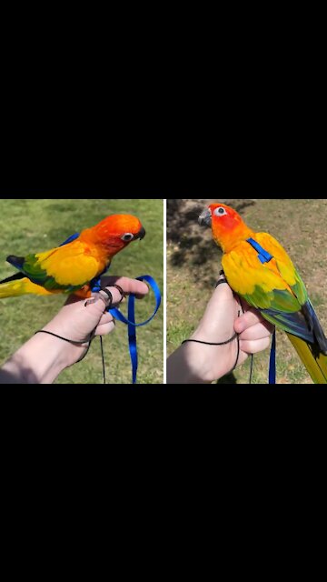 Parrot trained to wear harness while outdoors