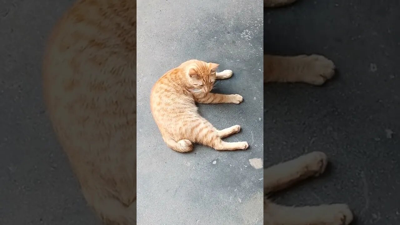 Kitty cat is cleaning himself. 🥰