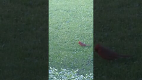 My daily Cardinal visit 🤍. Love you Granny #shorts #cardinals #birds #viral #birds