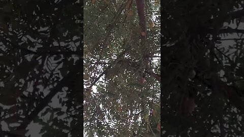 Bella and Tiger playing in the trees