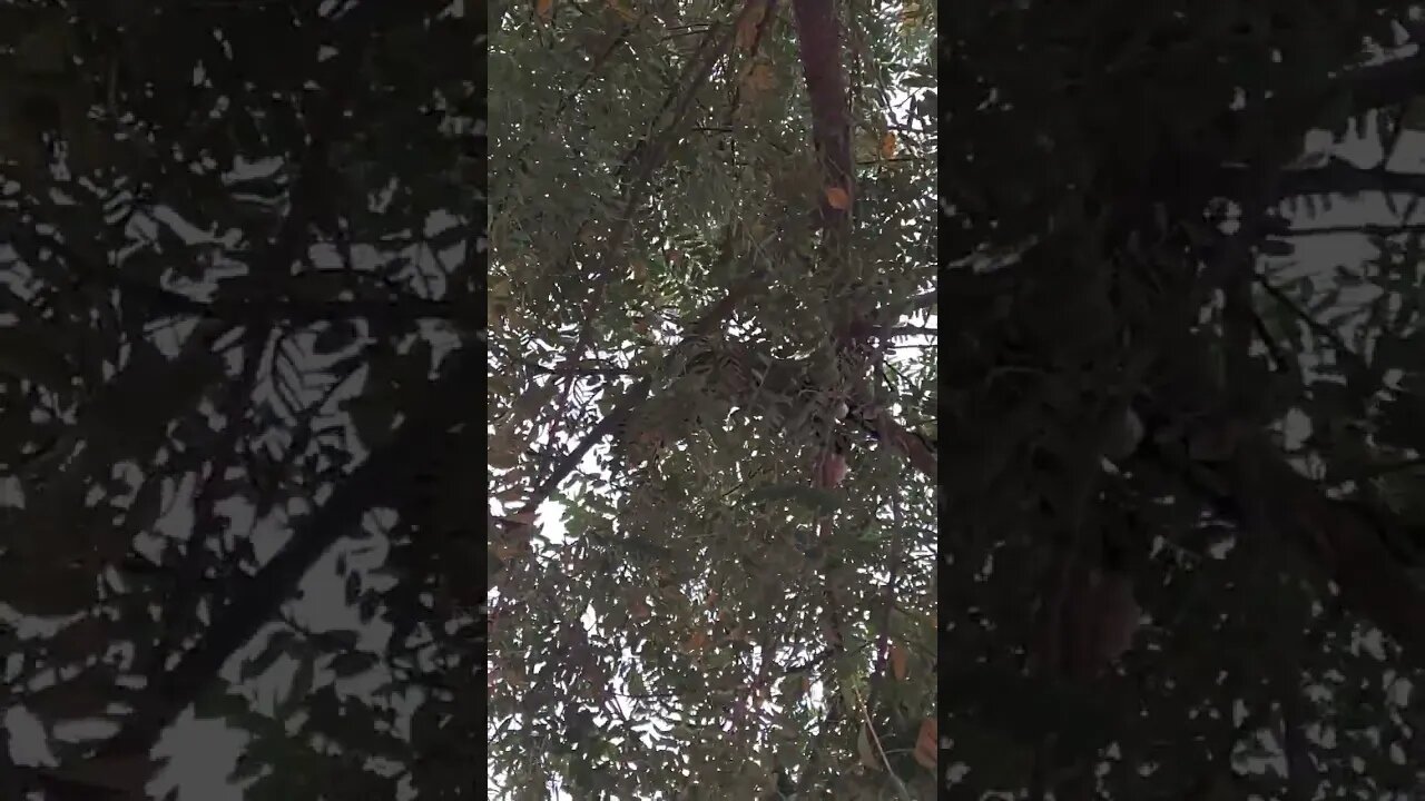 Bella and Tiger playing in the trees