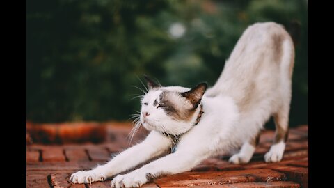 Fitness workout during quarantine 😂 | Video Funny cat