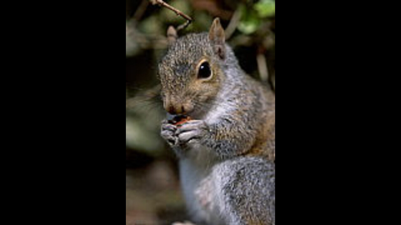 Squirrel funny video