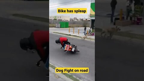 crazy dogs fight||bike accident||funny dogs fighting each other 😍||#GigoX#pug#pitbull#Shorts