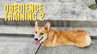 Shinji The Corgi- Obedience Training 2