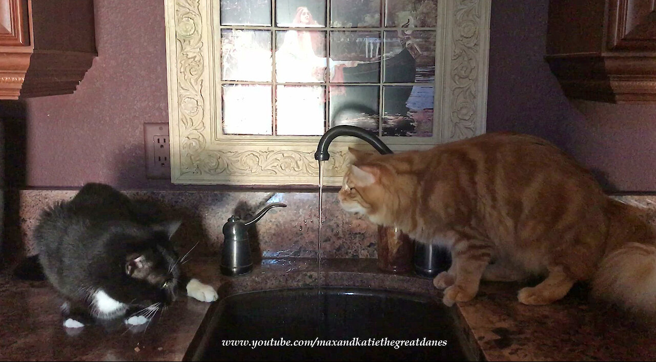 Funny Cats Love To Drink Water From The Tap