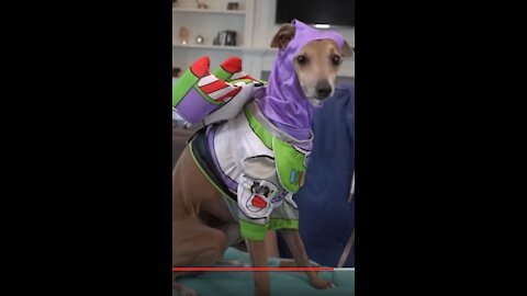 Dogs Trying On Halloween Costumes