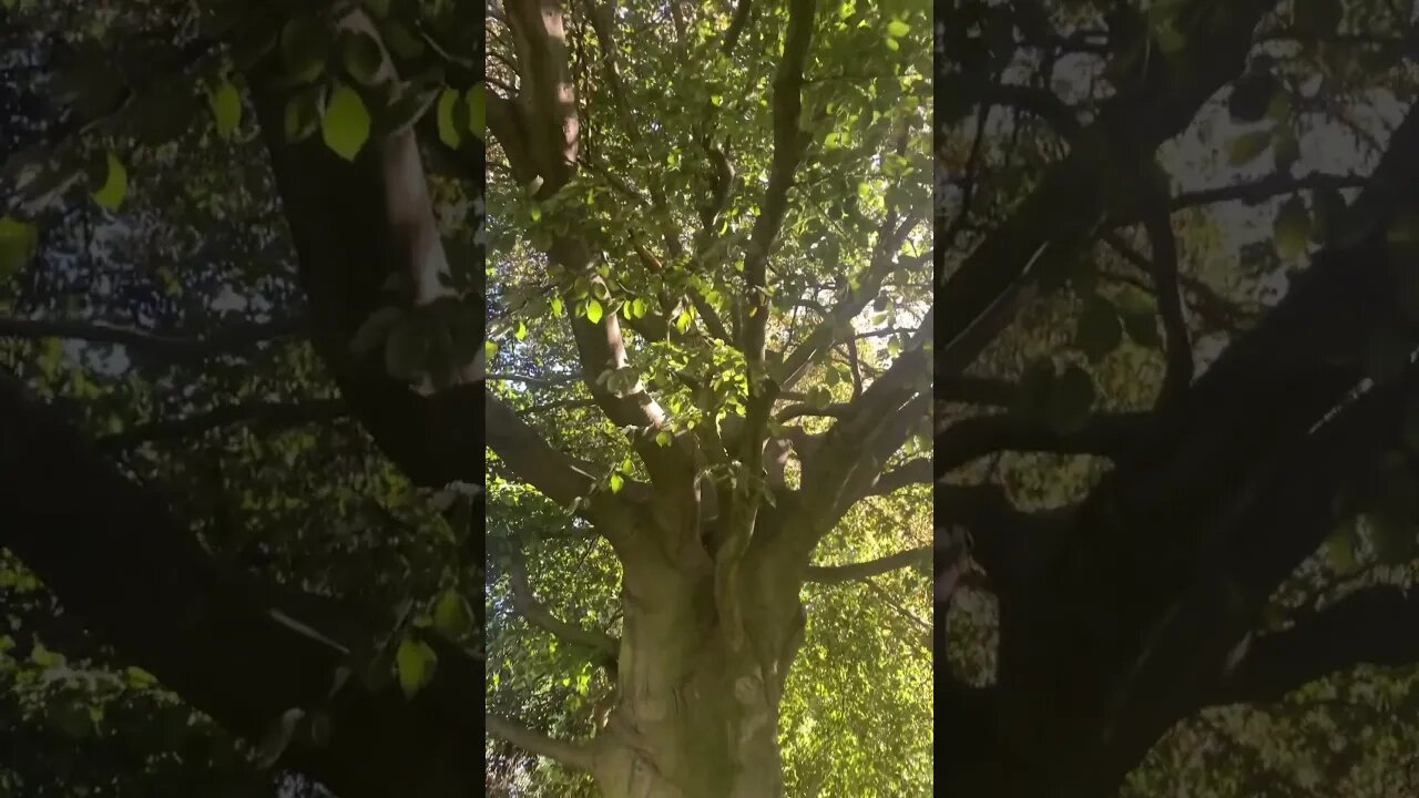 This tree is so old- beautiful ancient tree-wonder how old it is