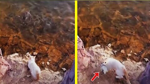 Cats go into the water to catch fish to eat