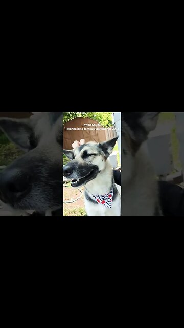 Help Maple Get To 4000 Subs #ytshorts #shorts #youtube #newchannel #