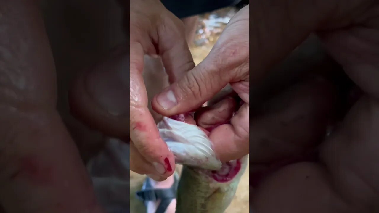 Clean a Fish With NO Knife