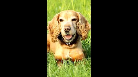 Cocker spaniel puppies, Funny cute pets lovers, #Shorts #cockerspaniel #dog