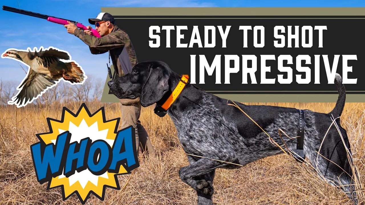 Standing Steady To Wing and Shot -Hunting Dog Training - Thunder