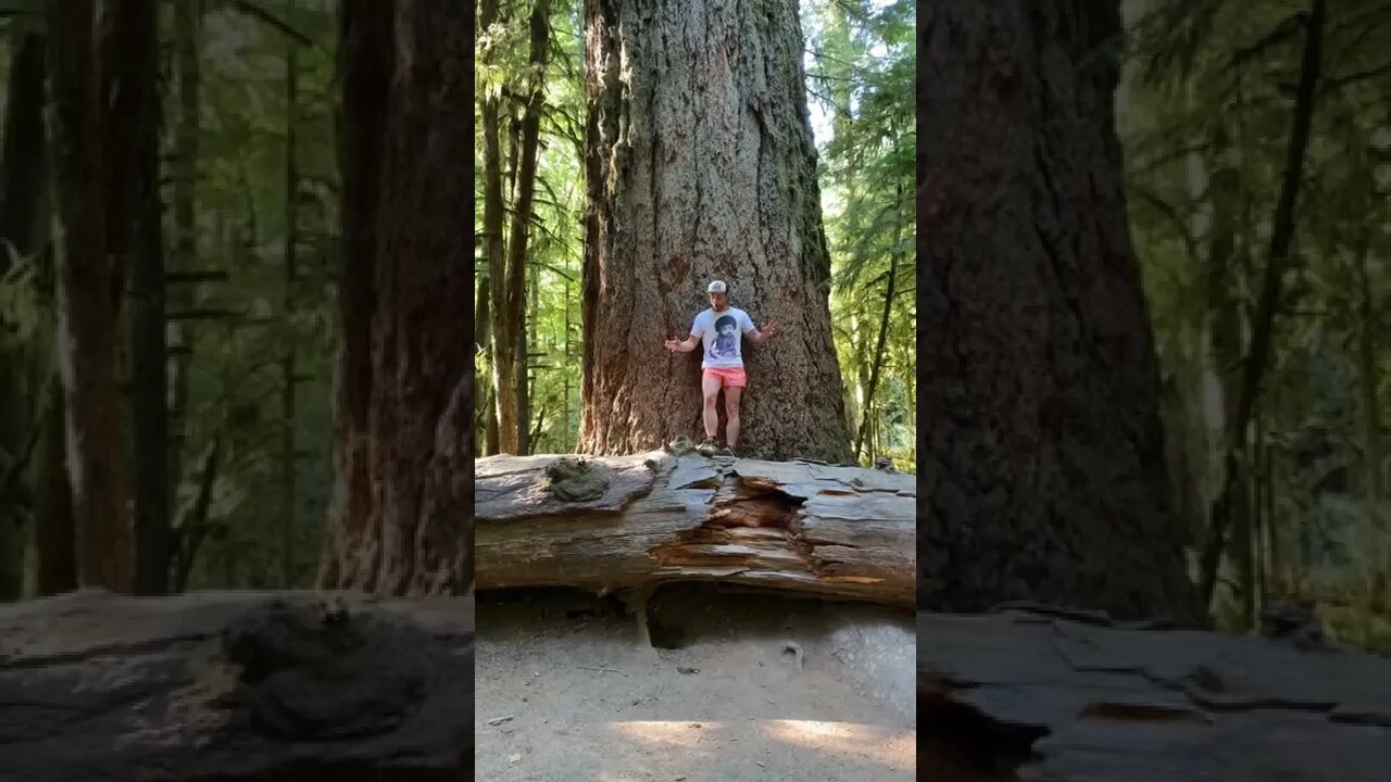 Broke its neck #wood #adventure #running #fitness #strong #workout #bc #vancouverisland #bigtrees