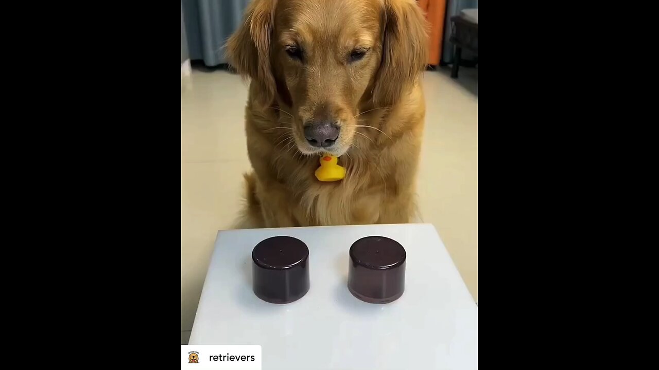 Golden retriever tries to solve the puzzle