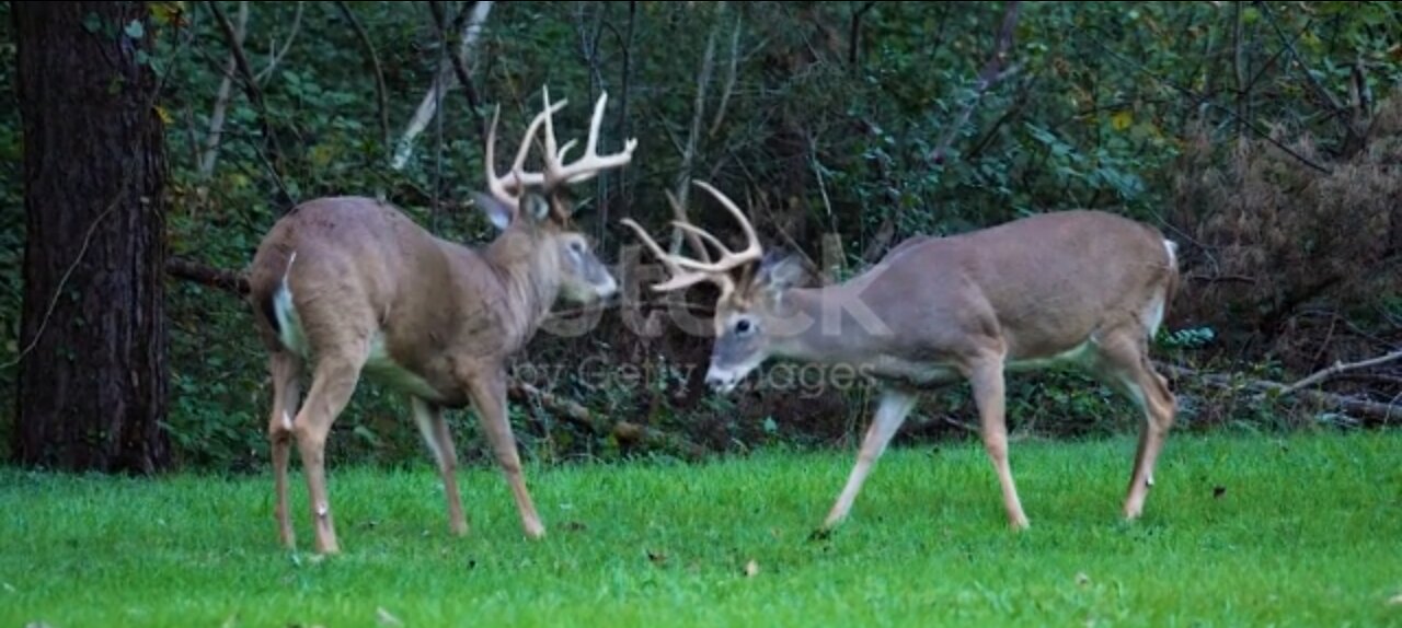 White tailed deer bucks challenge for dominance