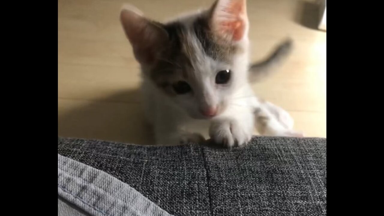 A cute baby cat is playing.