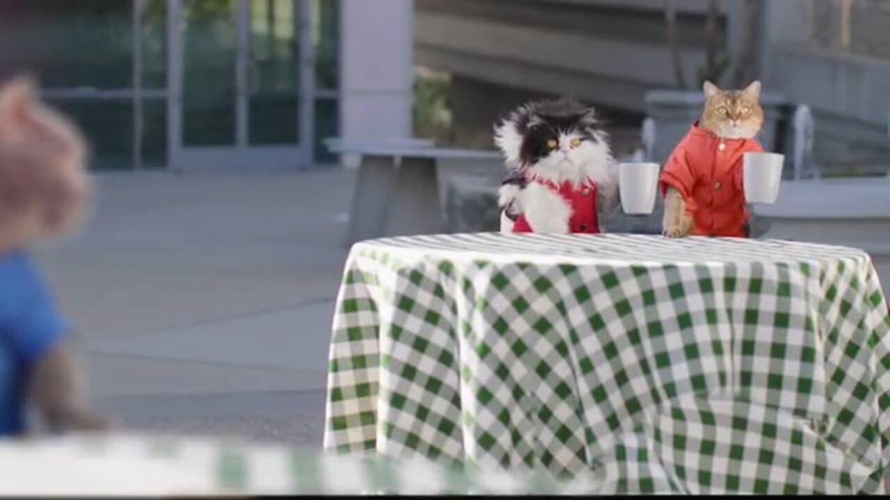 The bite club of cat