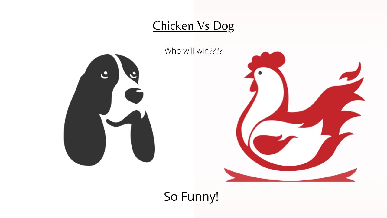 Chicken Vs Dog (So Funny😂)