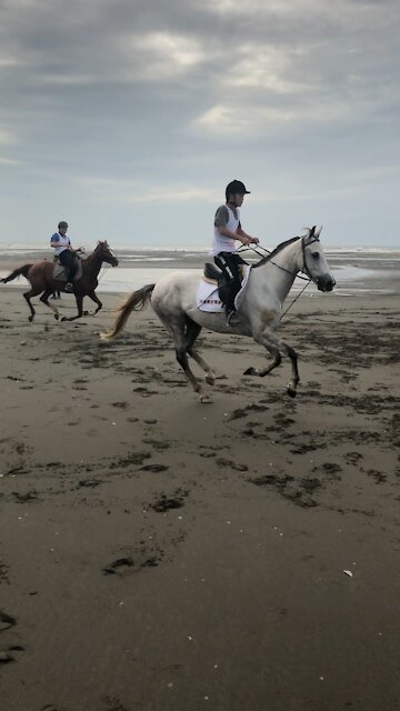 Galloping horse (horse race)