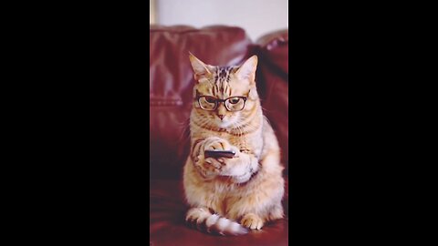 If cats were humans