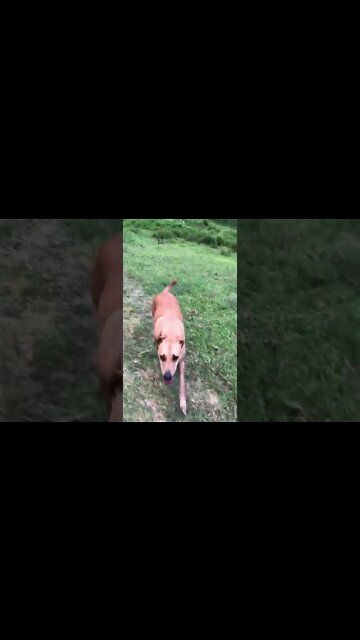 Bull arab rescue dog learning jobs on the farm