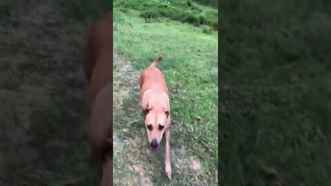 Bull arab rescue dog learning jobs on the farm