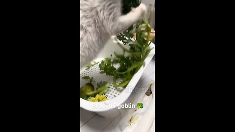 funny videos