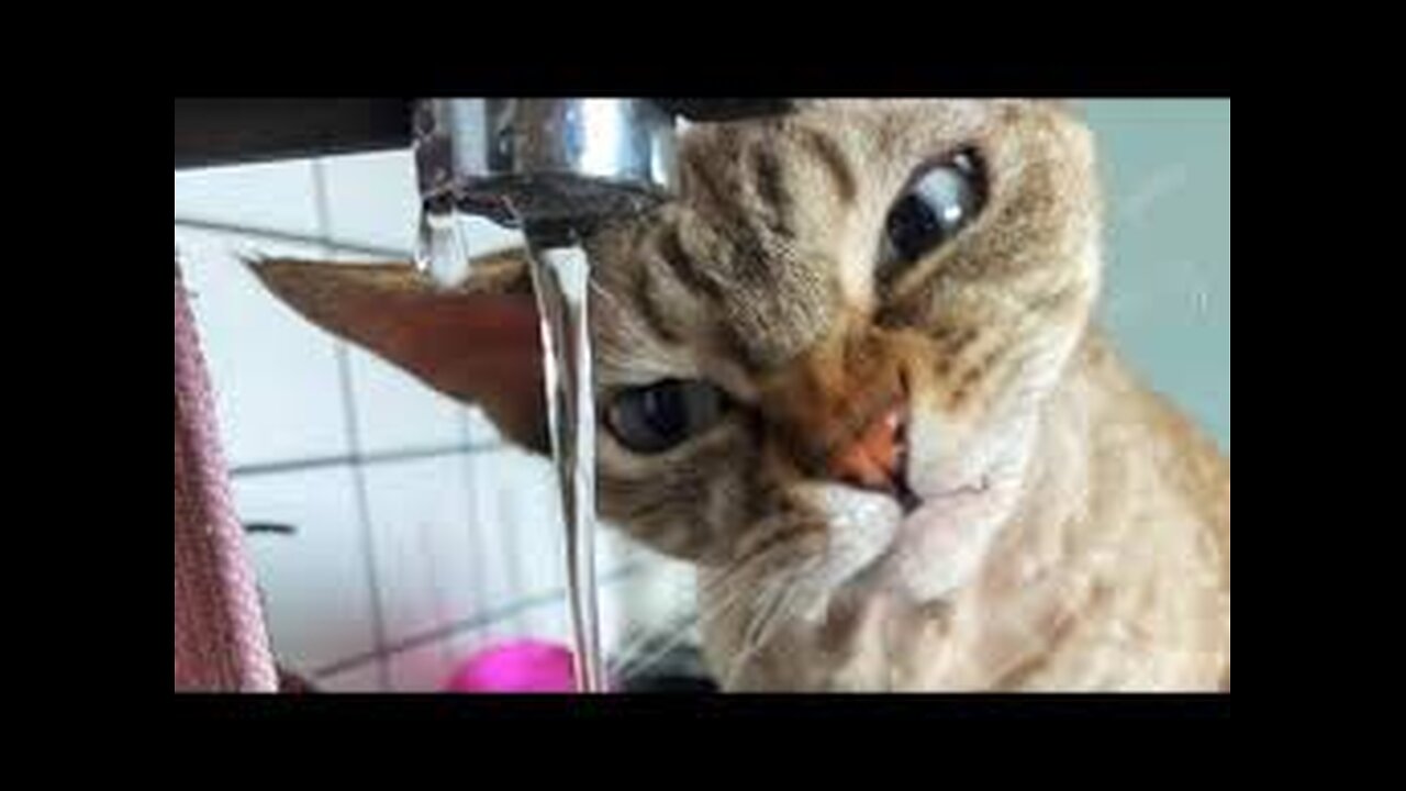 New Funny Animals π Funniest Cats and Dogs Videos πΊπΆ