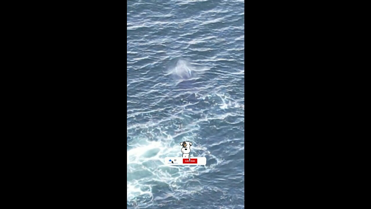 Incredible encounter whale