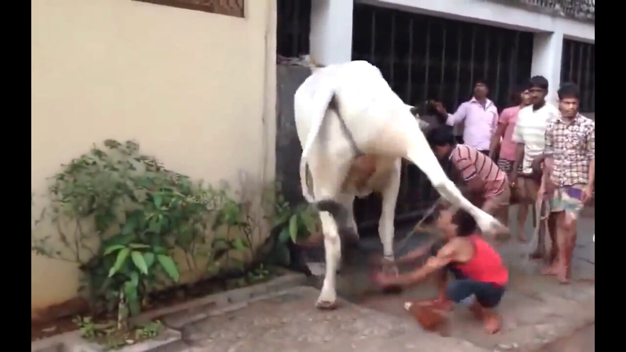 Never Mess With the animals | Soulful