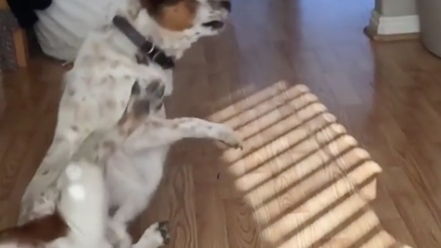 Dog turns too fast and falls over while playing with owner