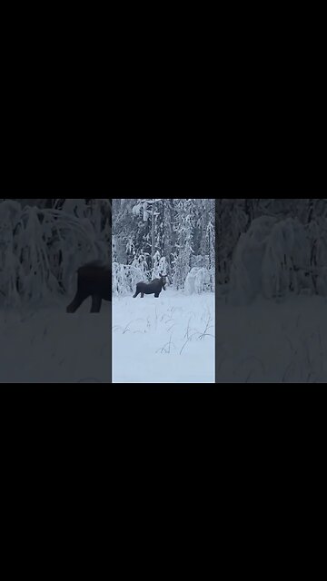Alaska Moose! 😍 Check out our channel #HomeFreeAlaska for more Alaska content! #Shorts