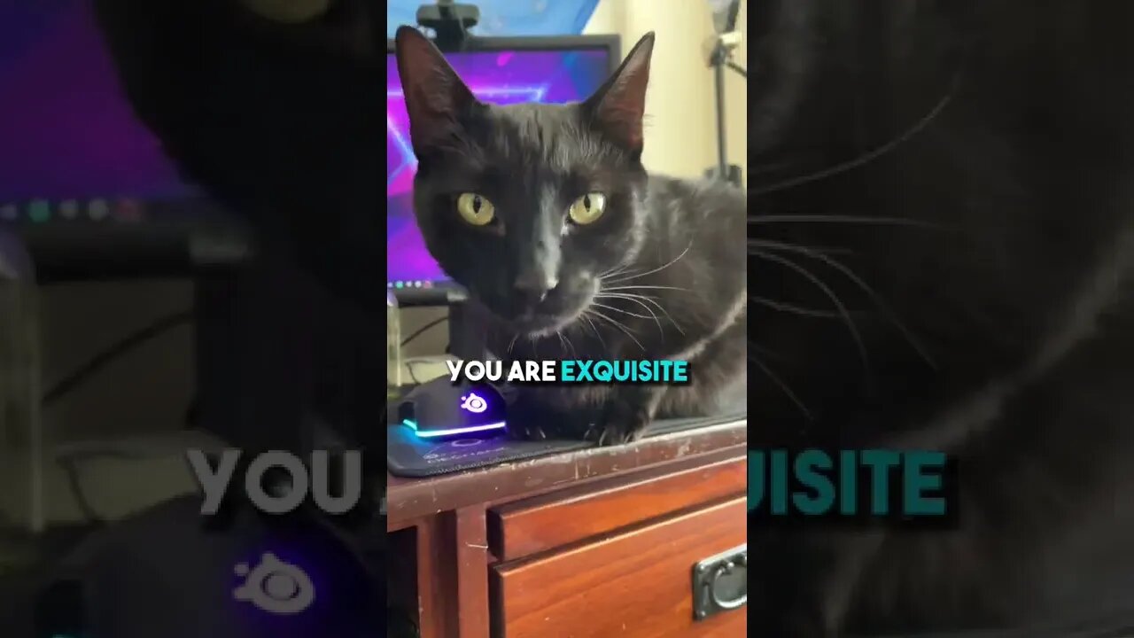 Send to someone you love❤️ #cat #blackcat #leonthecatdad #relationship #motivation
