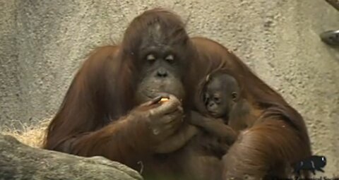 At Chicago's Brookfield zoo, a two-week-old baby orangutan made her deput