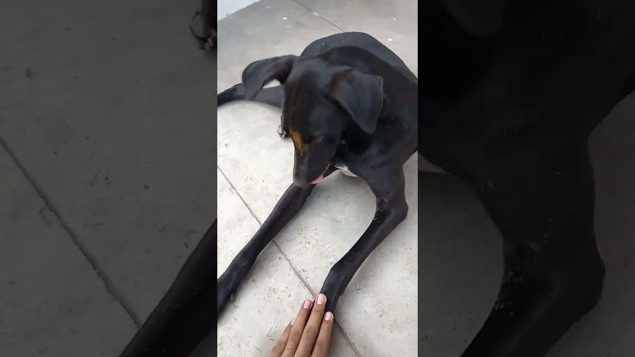 Don't touch my feet bro🐶😍