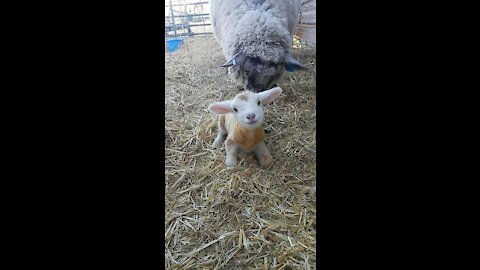 Sherilynn Shalom Feeds The Flock