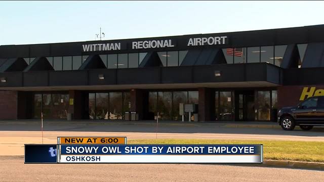 Snowy owl shot by airport employee